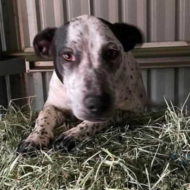Photo of Casper (Bessie's Puppy)