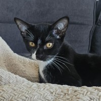 Photo of Raven