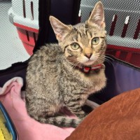 Photo of Connie ** 2nd Chance Cat Rescue **