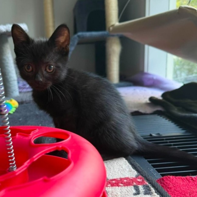 Photo of Merlin ** 2nd Chance Cat Rescue **