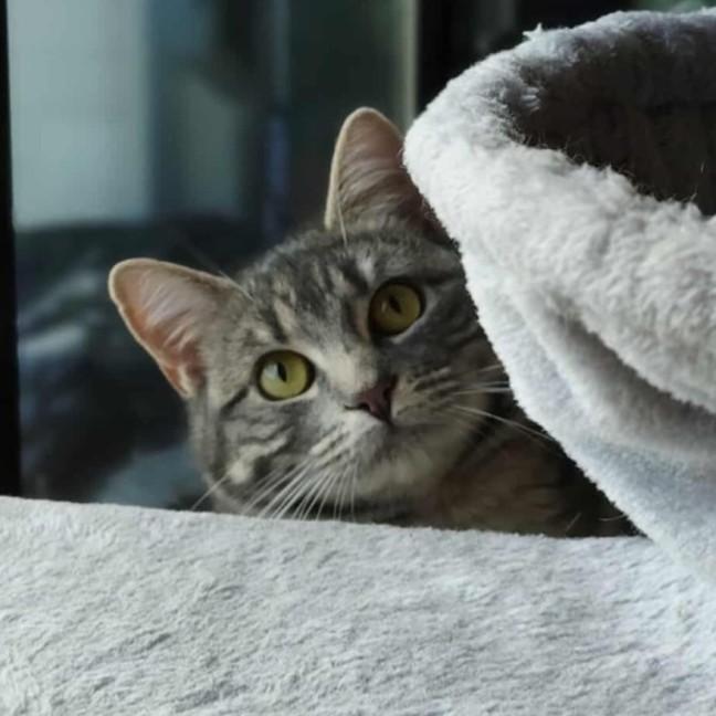 Photo of Ava   In Foster Care In Melbourne