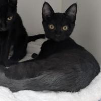 Photo of 🥐 Josie 6722 🥐