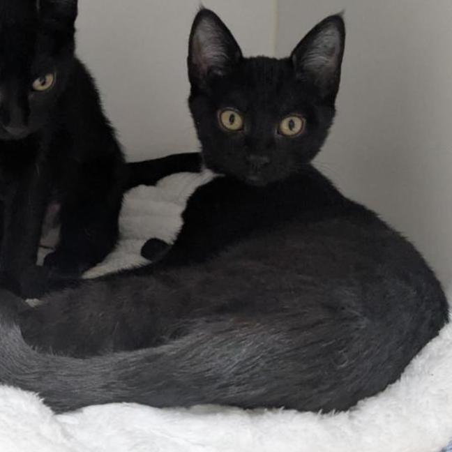 Photo of 🥐 Josie 6722 🥐