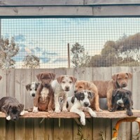 Photo of The Ranges Litter (Part 1)