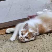 Photo of Zaky ** 2nd Chance Cat Rescue**
