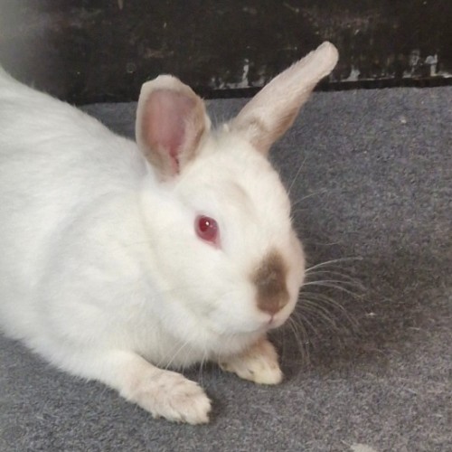 Peach - Netherland Dwarf Rabbit