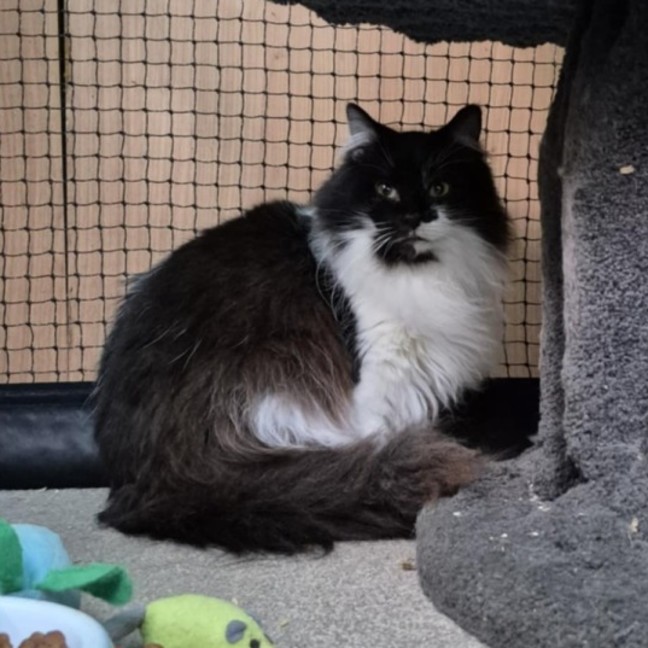 Photo of Buttons **2nd Chance Cat Rescue**