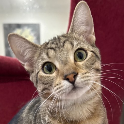 Perry - Domestic Short Hair (DSH) Cat