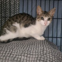 Photo of Misty