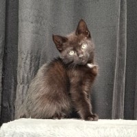 Photo of Cyrus