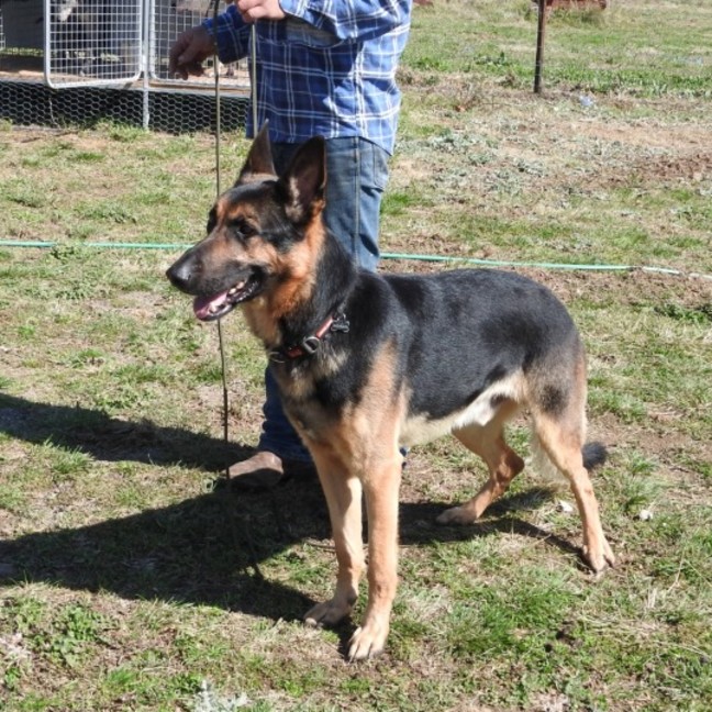 Photo of Maxamillion (Max)