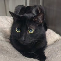 Photo of Blackie