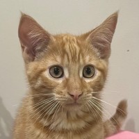 Photo of Pumpkin🎃