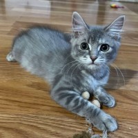 Photo of Daphne