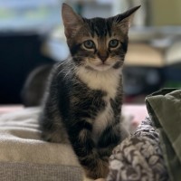 Photo of Socks
