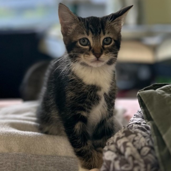 Photo of Socks