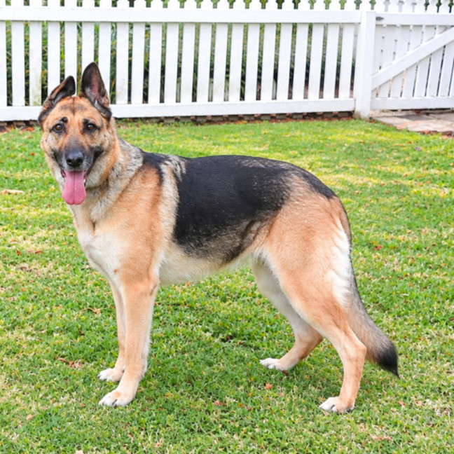 Photo of Bella