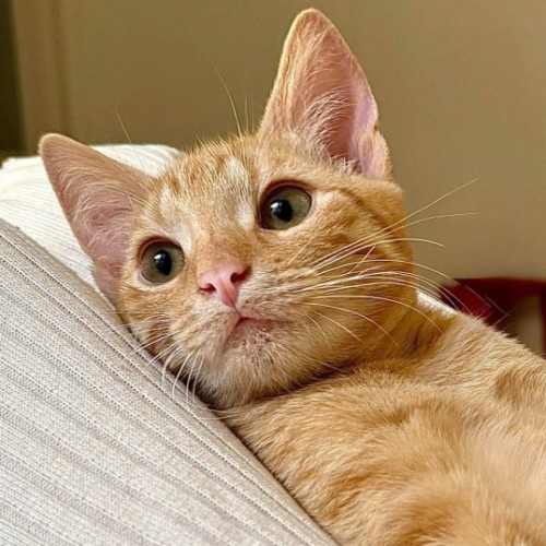 Pumpkin - Domestic Short Hair (DSH) Cat