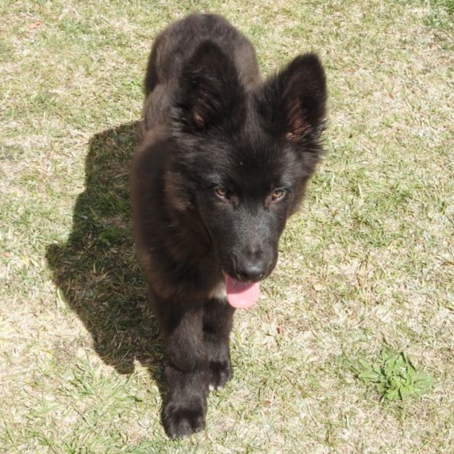 Photo of Blackie   Volk