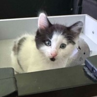 Photo of Yoshi