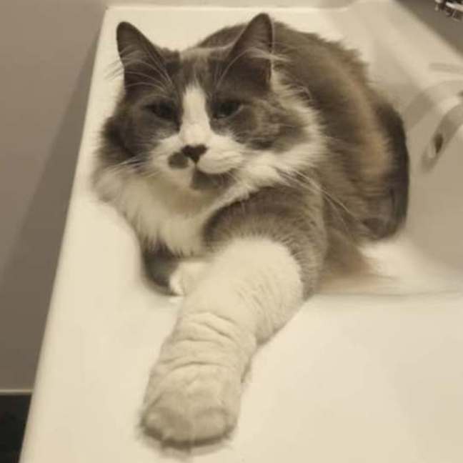 Photo of Shadow