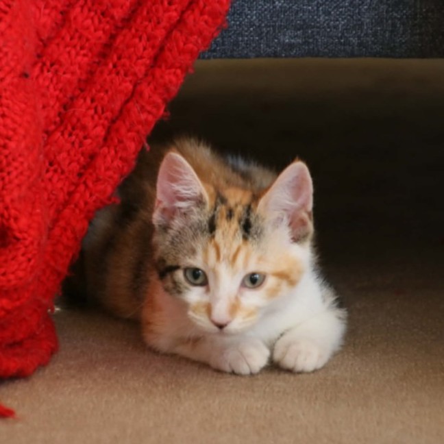 Photo of Harman   Meet Me @ Petstock Prahran 15 Feb