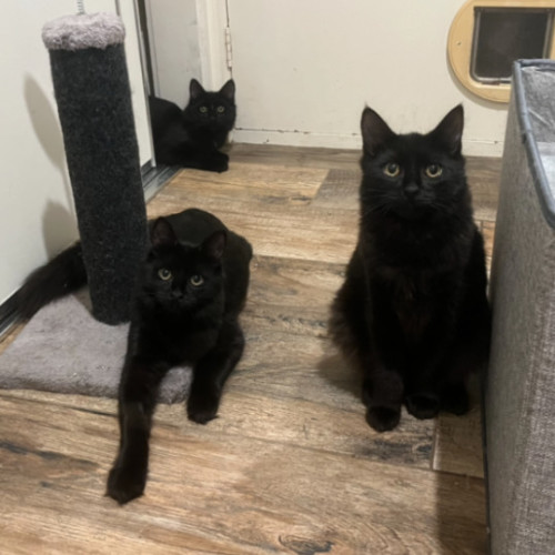 Barrington - Domestic Short Hair (DSH) Cat