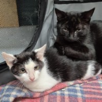 Photo of Kiah ** 2nd Chance Cat Rescue**