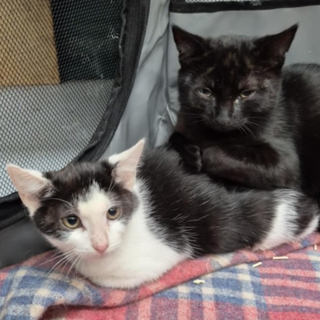 Photo of Kiah ** 2nd Chance Cat Rescue**