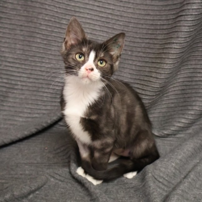 Photo of Sweet Pea