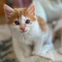 Photo of Rufus