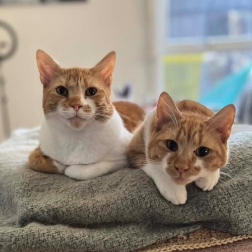Eli & Peyton  - Domestic Short Hair (DSH) Cat