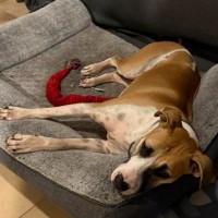 Photo of Goldie