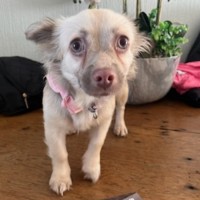 Photo of Ghost & Pippa