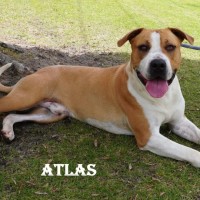 Photo of Atlas