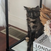 Photo of Bluebell