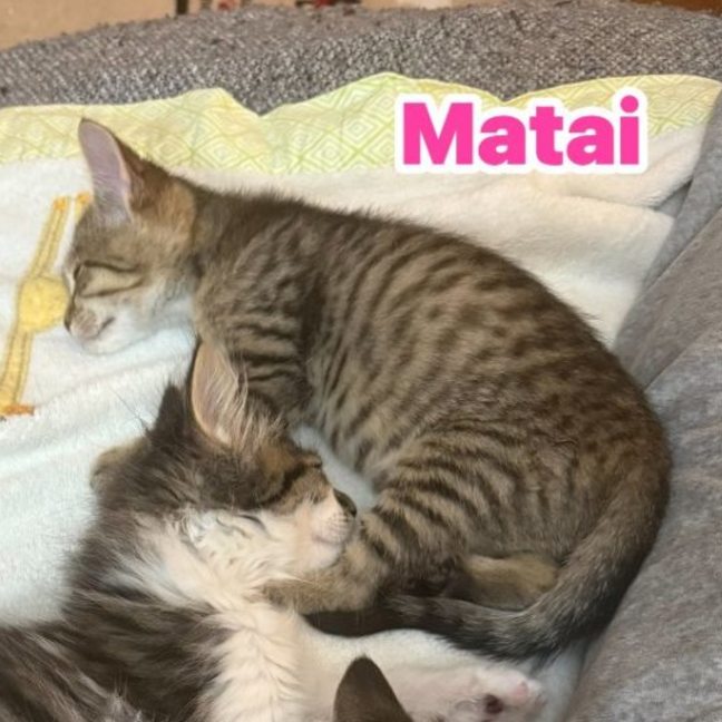 Photo of Matai**2nd Chance Cat Rescue**