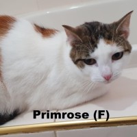 Photo of Primrose