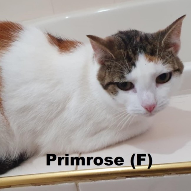 Photo of Primrose