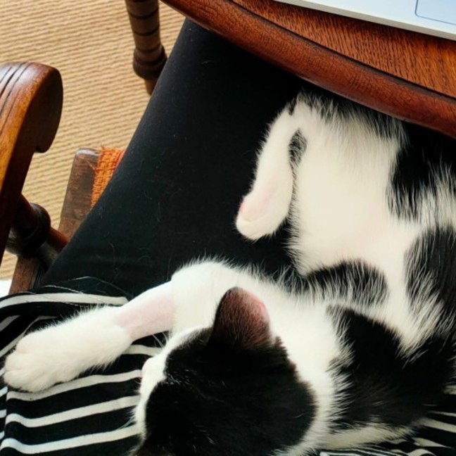 Photo of Shadow And Domino