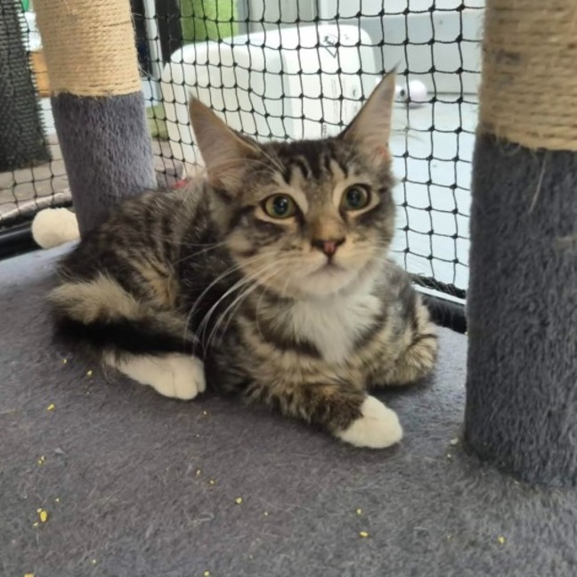 Photo of Vinnie ** 2nd Chance Cat Rescue **