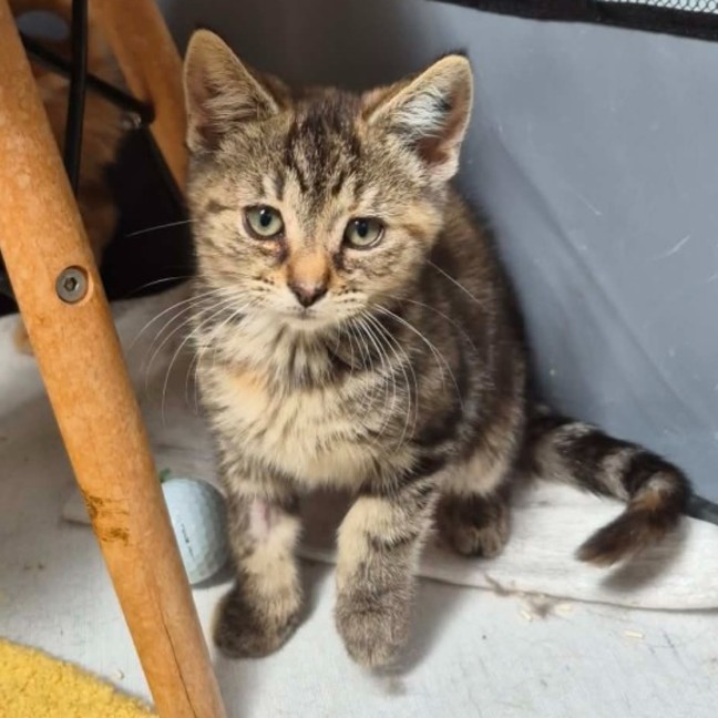 Photo of Quick Silver **2nd Chance Cat Rescue**