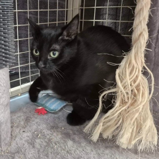 Photo of Ebba ** 2nd Chance Cat Rescue **