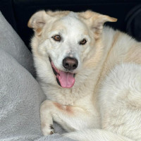 Photo of Koko