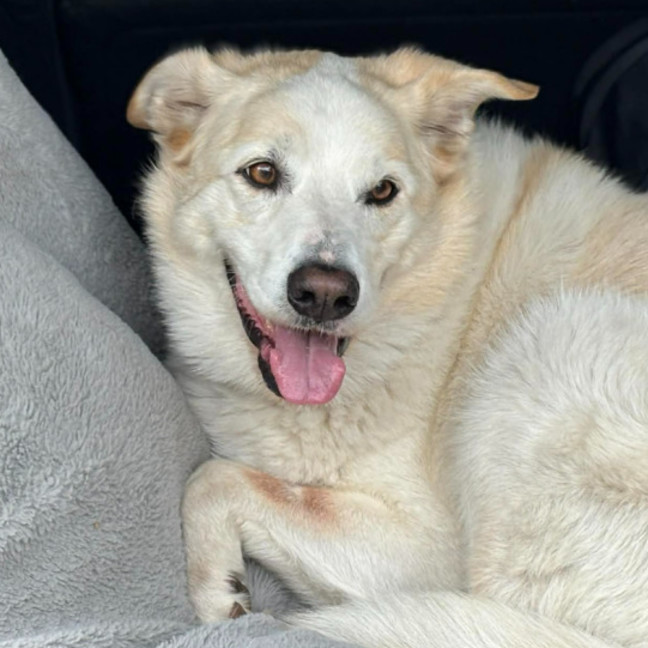Photo of Koko