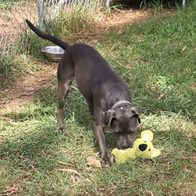 Photo of Bluebelle