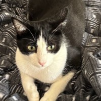 Photo of Shadow