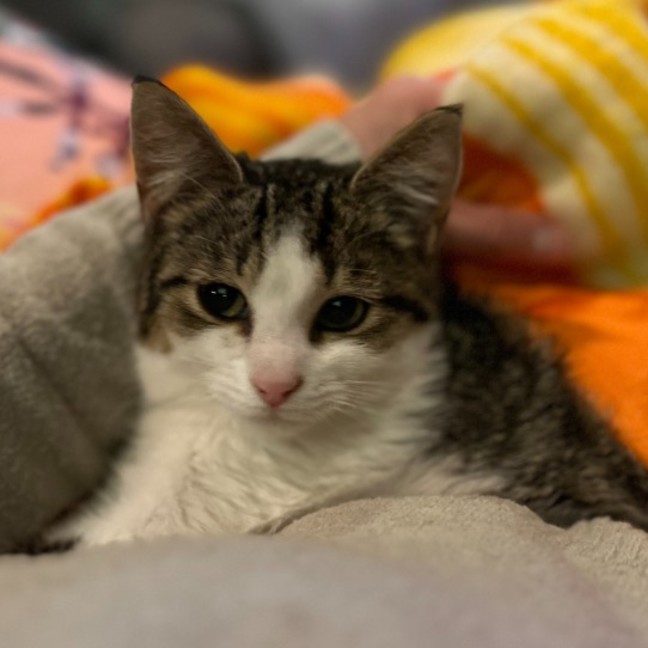 Photo of Gherkin **2nd Chance Cat Rescue**