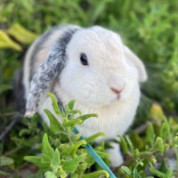 Photo of 🐰 Olive 🐰