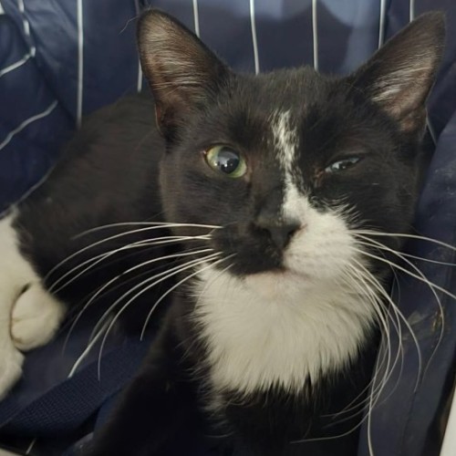 Jimi - Domestic Short Hair (DSH) Cat